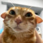 кот's avatar