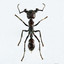 Ant