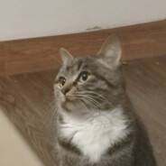 𝑳𝑬𝑵𝑲𝑨-𝑶𝑹