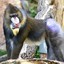 Howie Mandrill