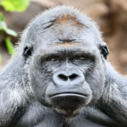 monkey_style