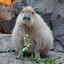 CapybaraKing