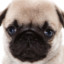 Pugmaster