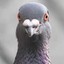 Joe Swansons pet pigeon