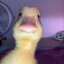 _chickchoc
