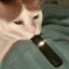 cat&#039;s smoking juul