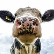 Cow