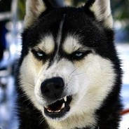 dOn't dOubt, u ply wit a HUSky