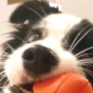 睡美小猪^(*￣(oo)￣)^