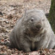 Wombat avatar