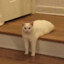 觐朝