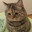 s4dcat