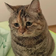 s4dcat