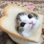 Bread Cat :3 (she/her)