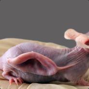 Ohrmaus