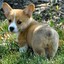 Corgi