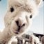 -=YMLM=-YY