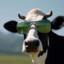 Father cow