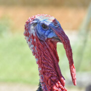 Господин Индюк