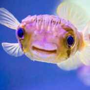 Fish (99.1% real)
