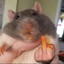 ratkickflip avatar