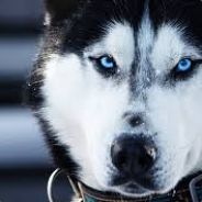 Husky