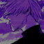 dark555