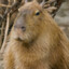 Capybara