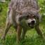 COOYOTE
