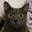 Cat #2