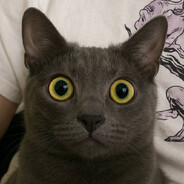 Cat #2