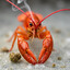 Blazin Cajun
