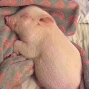 你爱大海我爱浪——