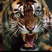 激动的心，颤抖的手