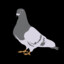 Night_Pigeon