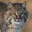Bob The Cat