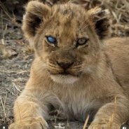 1skan - steam id 76561199624334750