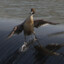 Wildduck
