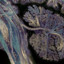Synapse