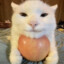 meow (,.,)