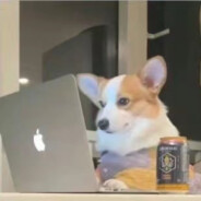 冰霜颗秒暴龙神