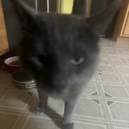 Yung - steam id 76561198848530977