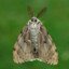 GYPSY MOTH