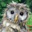 dampestowl