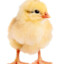 chiken
