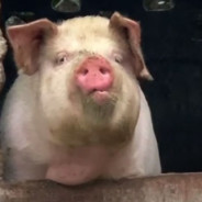 一发子弹都不中我爱马