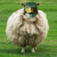 Master Sheep