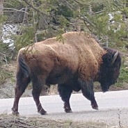 Buffalo James
