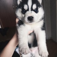 .        .ŅợĻĨЌ _ [ZD]