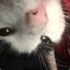 BEN_THE_CAT_GUY